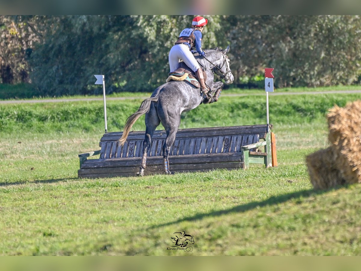 Warmblood austríaco Caballo castrado 4 años 173 cm Tordo in MöderbruggOberzeiring