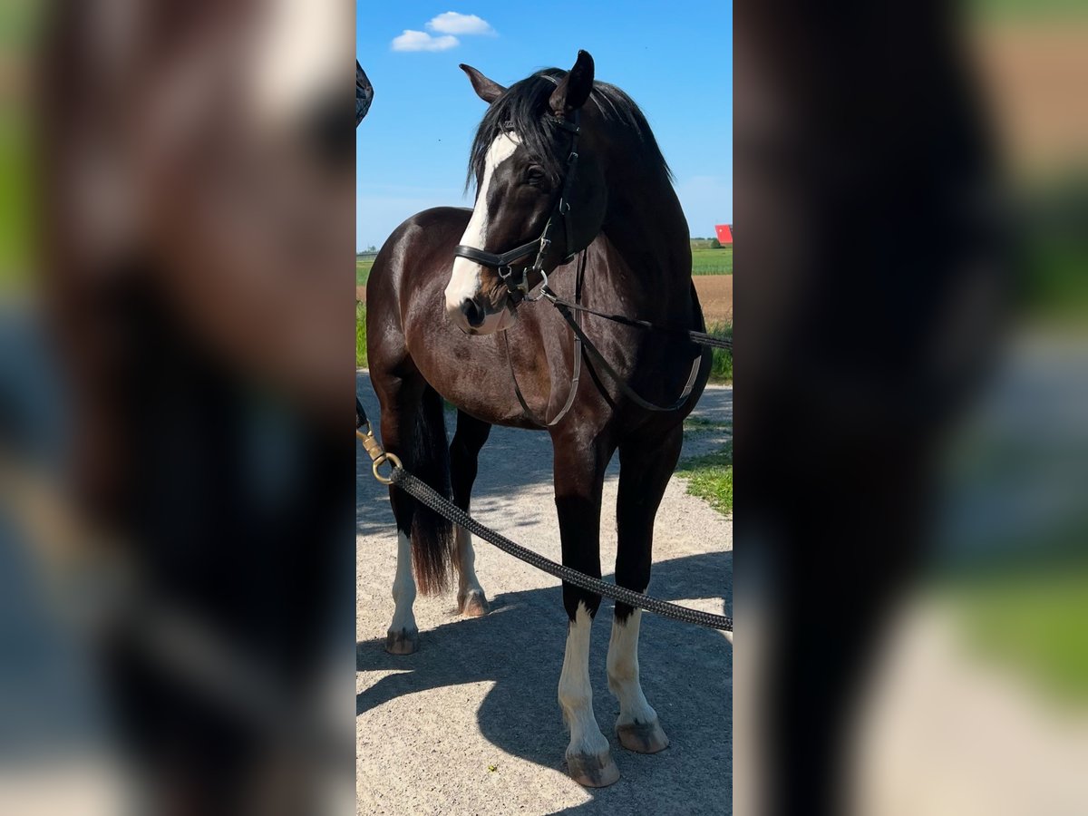 Warmblood austríaco Caballo castrado 5 años 170 cm Negro in Lanzendorf