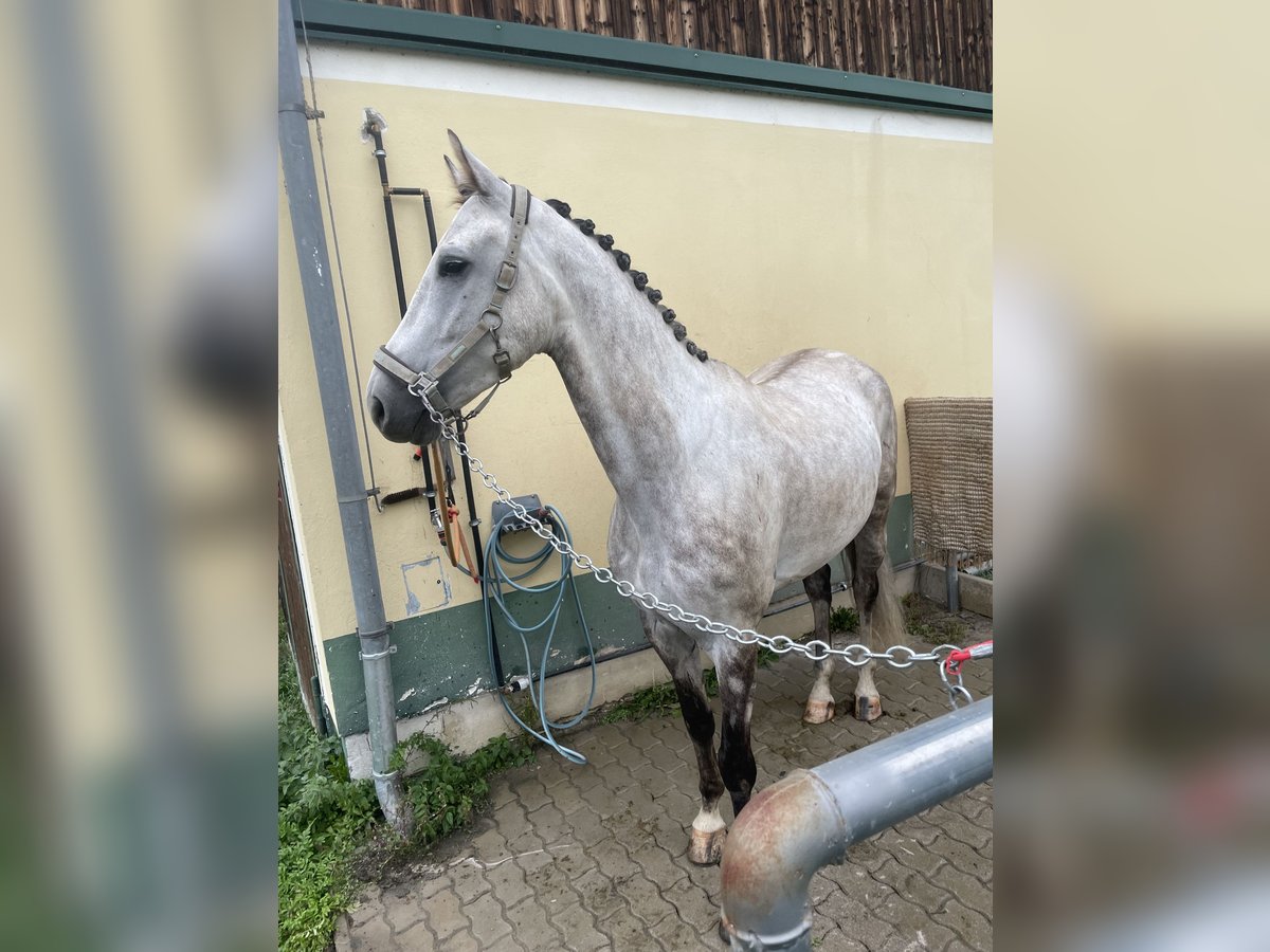 Warmblood austríaco Caballo castrado 5 años 170 cm Tordo in Sankt Margarethen bei Knittelfeld