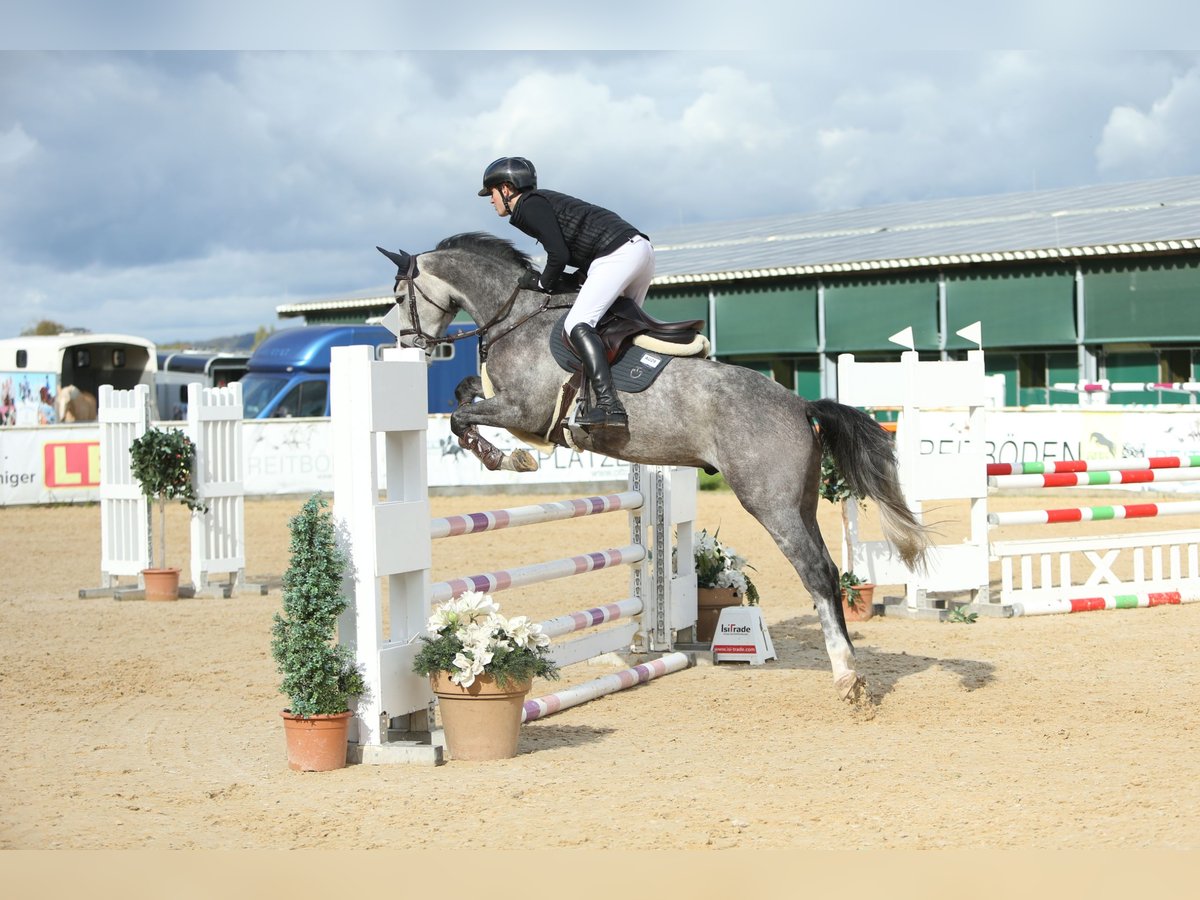 Warmblood austríaco Caballo castrado 6 años 164 cm Tordo rodado in Mühlheim am Inn