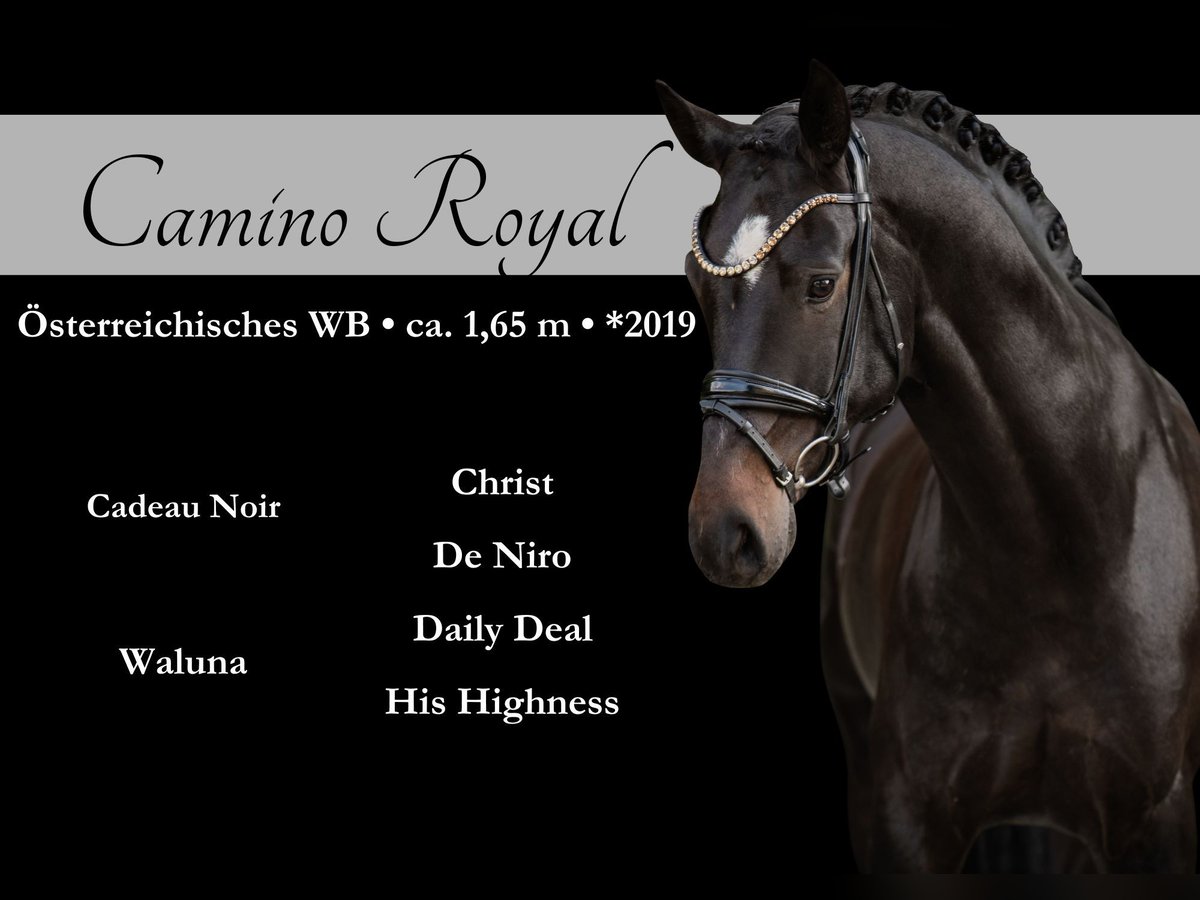 Warmblood austríaco Caballo castrado 6 años 165 cm Morcillo in Wehringen