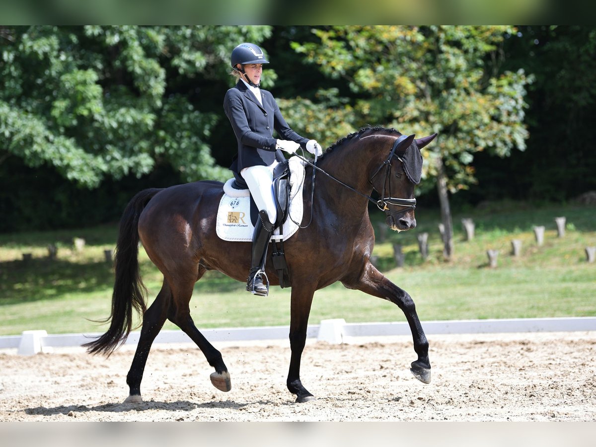 Warmblood austríaco Caballo castrado 6 años 169 cm Negro in Freiensteinau