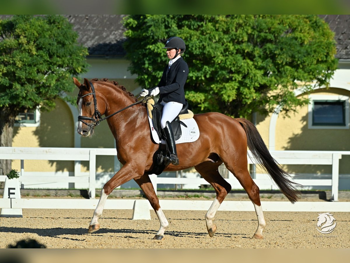 Warmblood austríaco Caballo castrado 6 años 170 cm Alazán in Schaftal