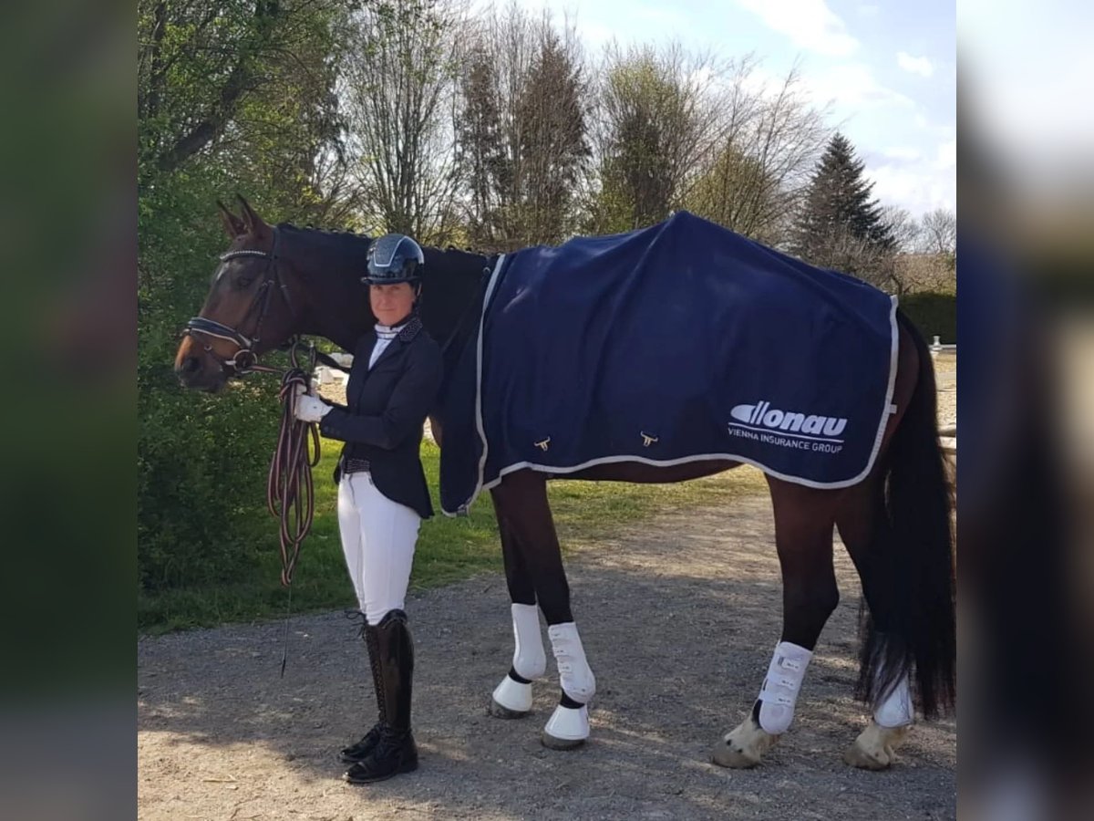 Warmblood austríaco Caballo castrado 6 años 170 cm Castaño in Kapfenberg