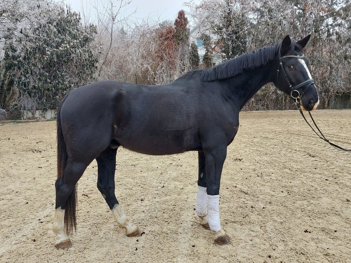 Warmblood austríaco Caballo castrado 6 años 174 cm Negro in Gaaden