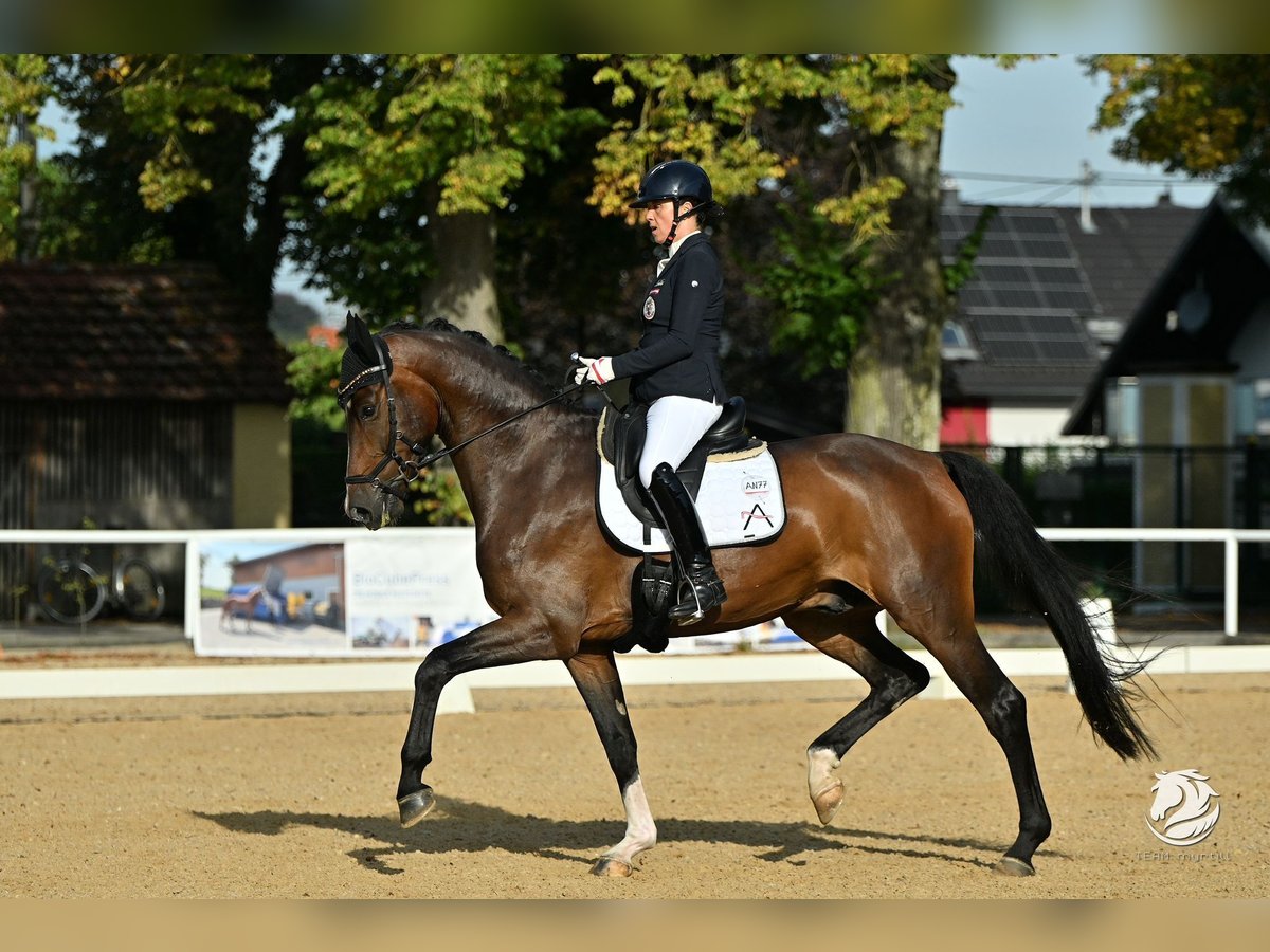 Warmblood austríaco Caballo castrado 7 años Castaño in Gössendorf