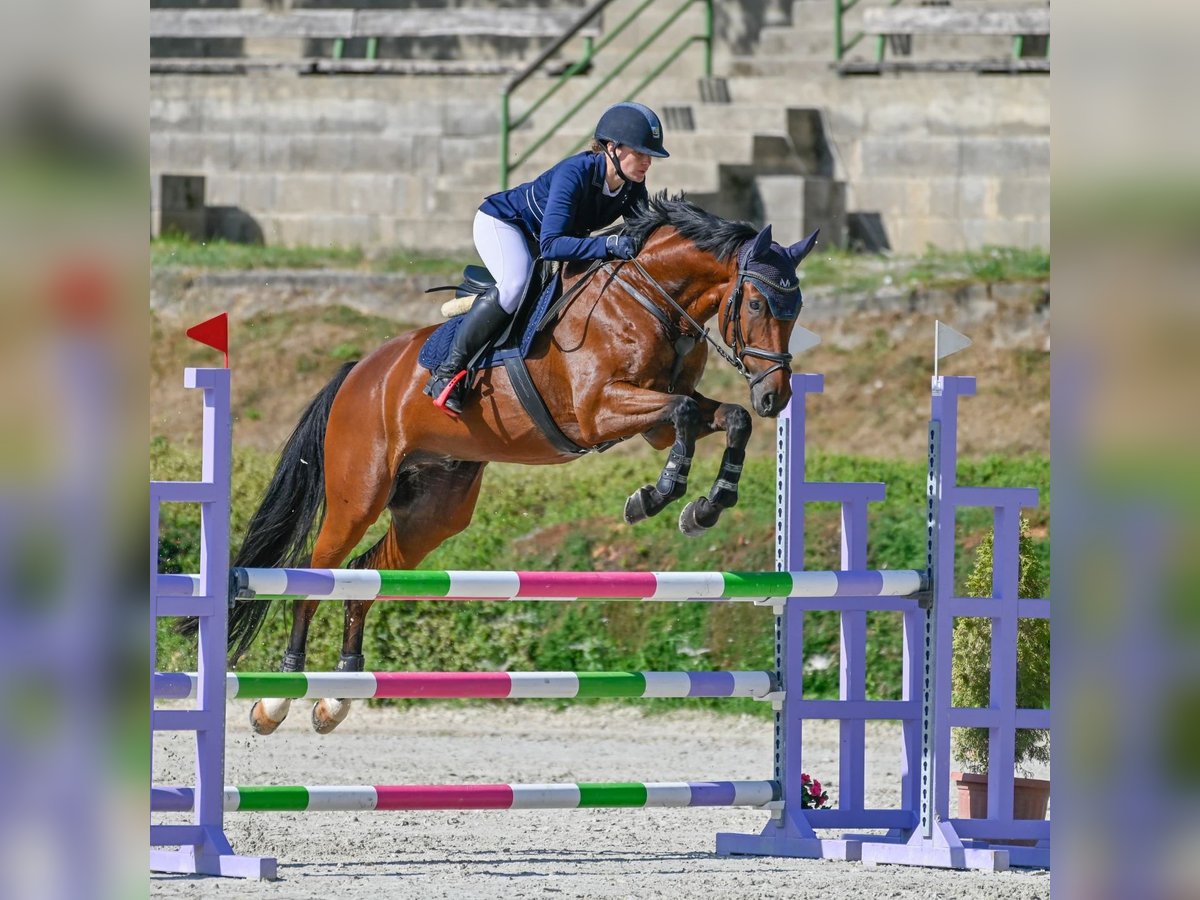 Warmblood austríaco Caballo castrado 8 años 165 cm Castaño in Mürzzuschlag