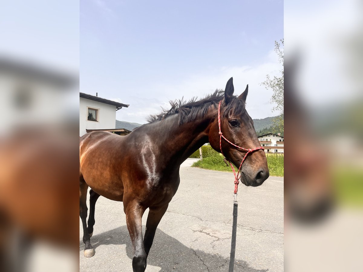 Warmblood austríaco Mestizo Caballo castrado 9 años 165 cm Castaño in St. Johann in Tirol