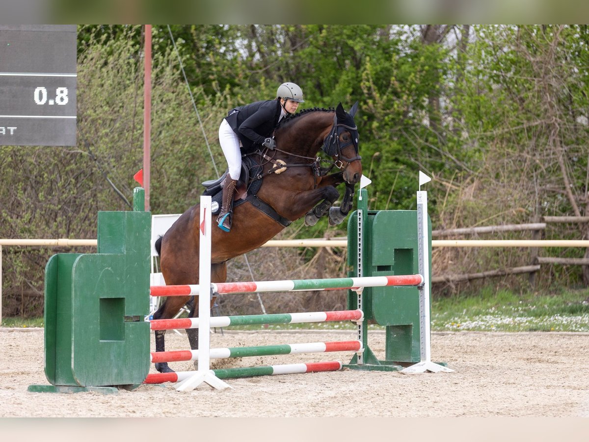 Warmblood austríaco Caballo castrado 9 años 169 cm Castaño oscuro in Wien