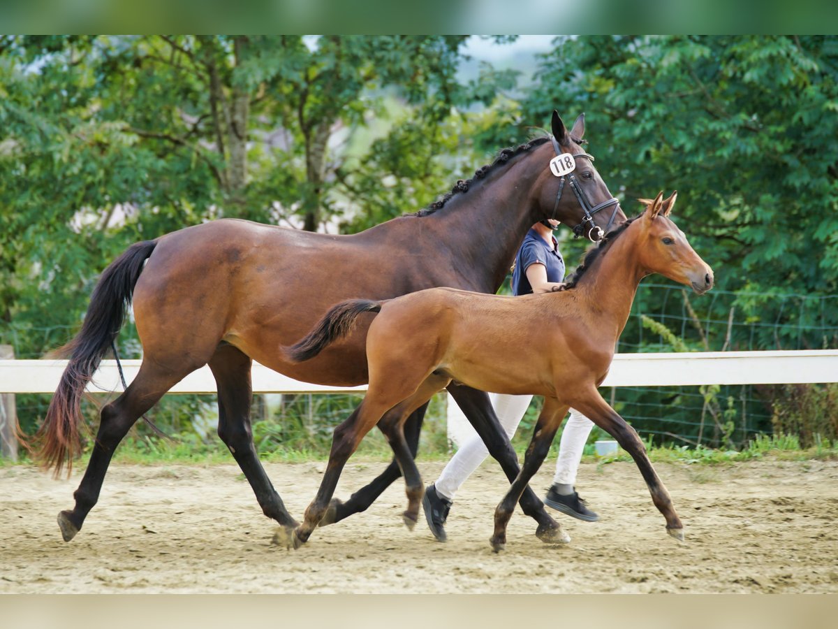 Warmblood austríaco Semental 1 año 170 cm Castaño oscuro in Magdalenberg