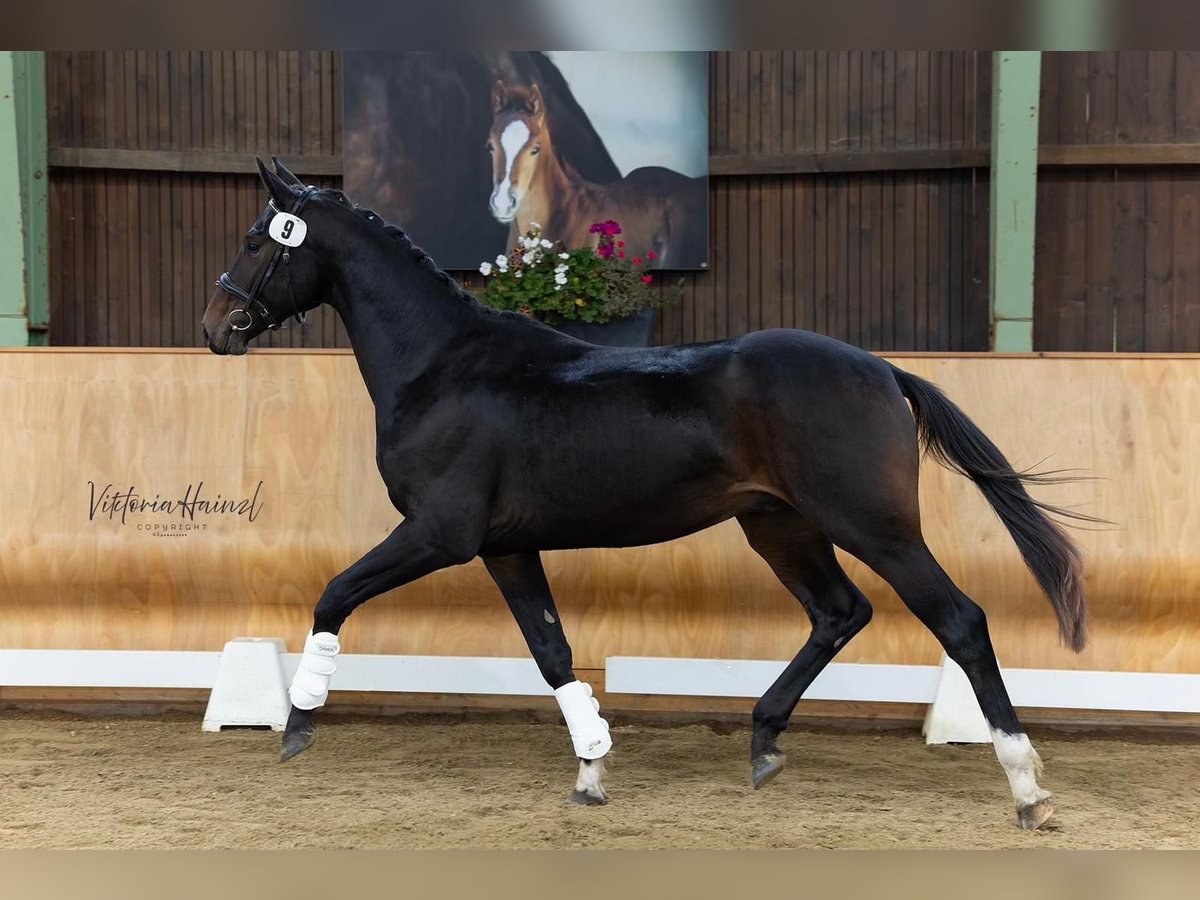 Warmblood austríaco Semental 2 años 168 cm Castaño oscuro in Unterpetersdorf