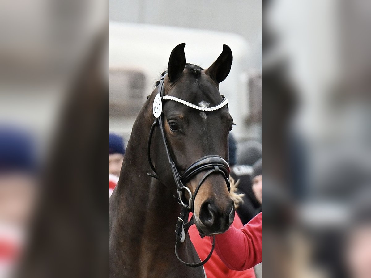 Warmblood austríaco Semental 3 años 163 cm in Feldkirchen an der Donau