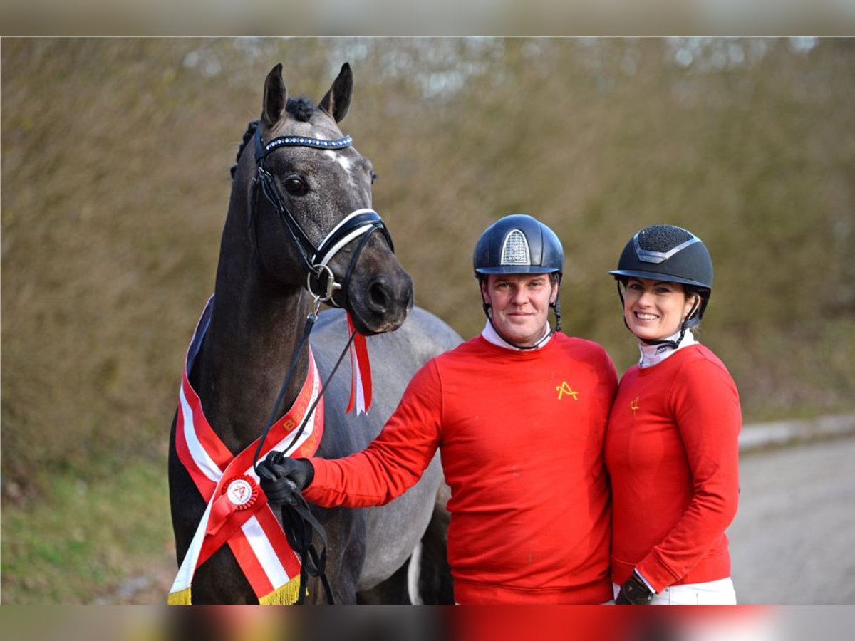 Warmblood austríaco Semental 4 años 172 cm Tordo in Stadl-Paura