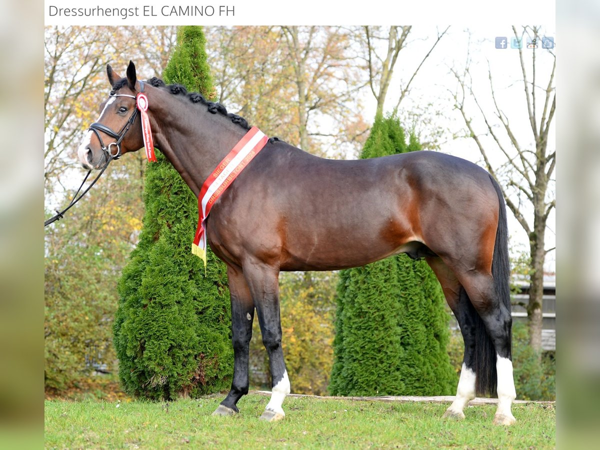 Warmblood austríaco Semental 4 años 173 cm Castaño oscuro in Stadl-Paura