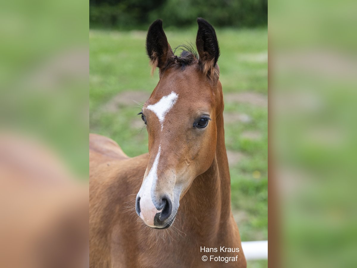 Warmblood austríaco Semental Potro (03/2024) 170 cm Castaño in Gleisdorf