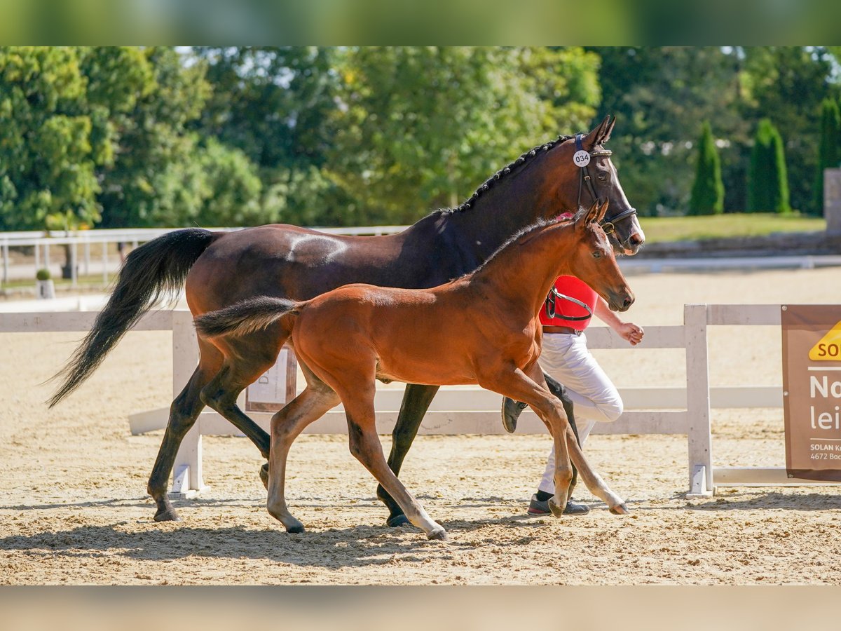 Warmblood austríaco Semental Potro (05/2024) Castaño in Polling