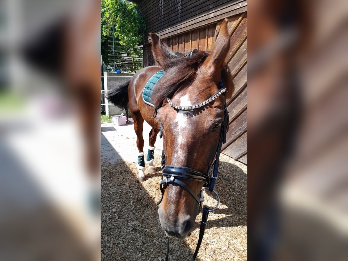 Warmblood austríaco Yegua 18 años 165 cm Alazán-tostado in Mettmach