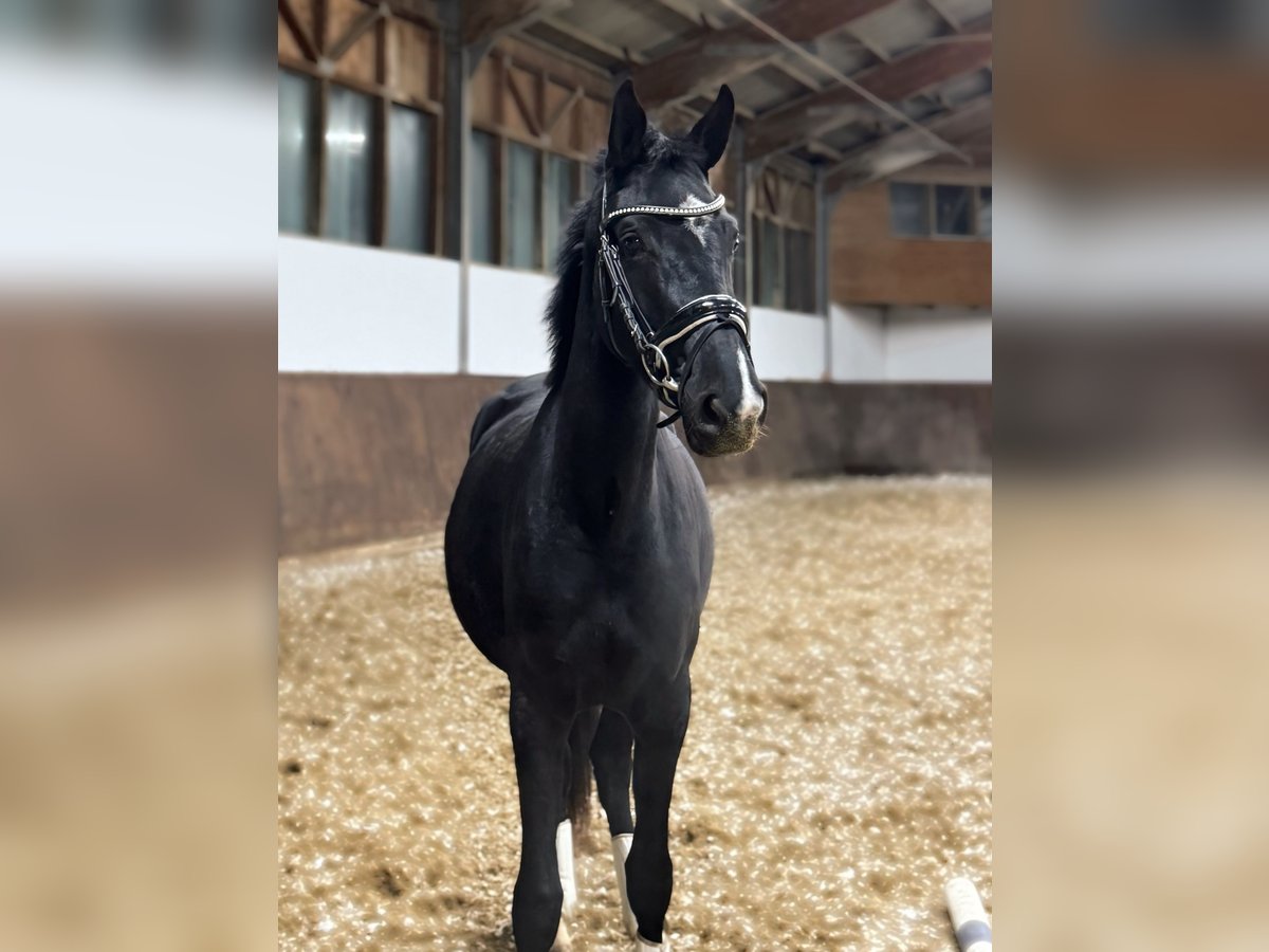 Warmblood austríaco Yegua 2 años 165 cm Negro in Margarethen am Moos