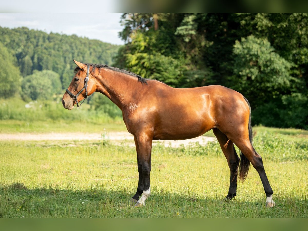 Warmblood austríaco Yegua 2 años 172 cm Castaño in Breitenbach