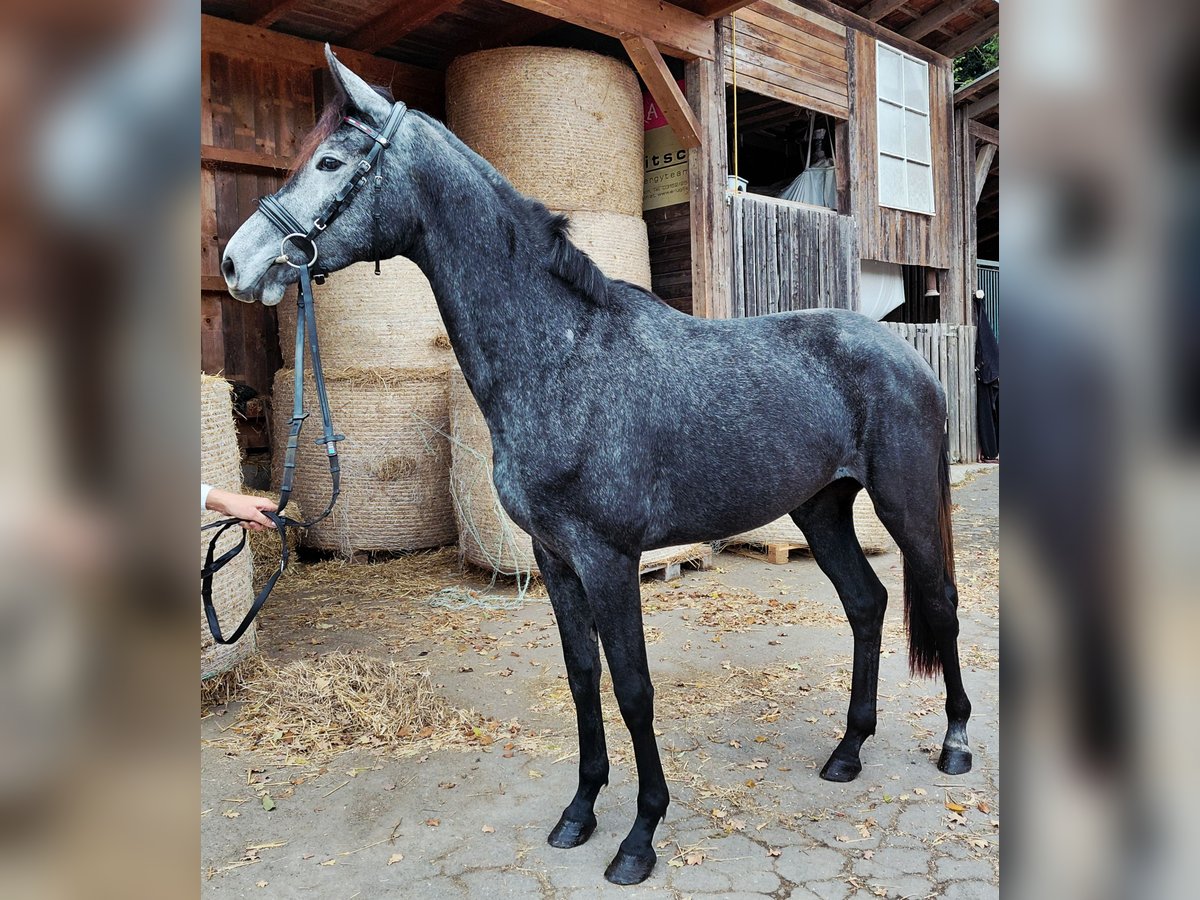 Warmblood austríaco Yegua 2 años Tordillo negro in Feldbach