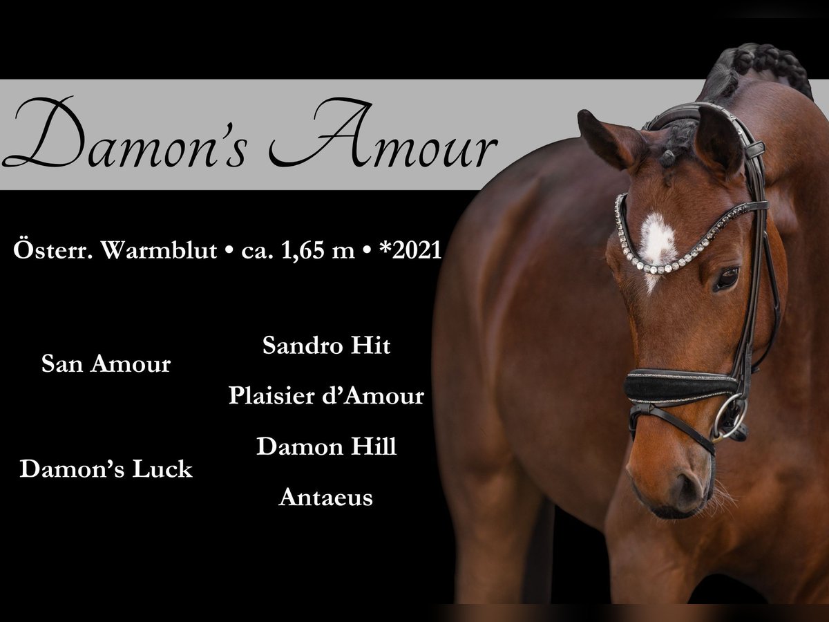Warmblood austríaco Yegua 4 años 165 cm Castaño in Wehringen