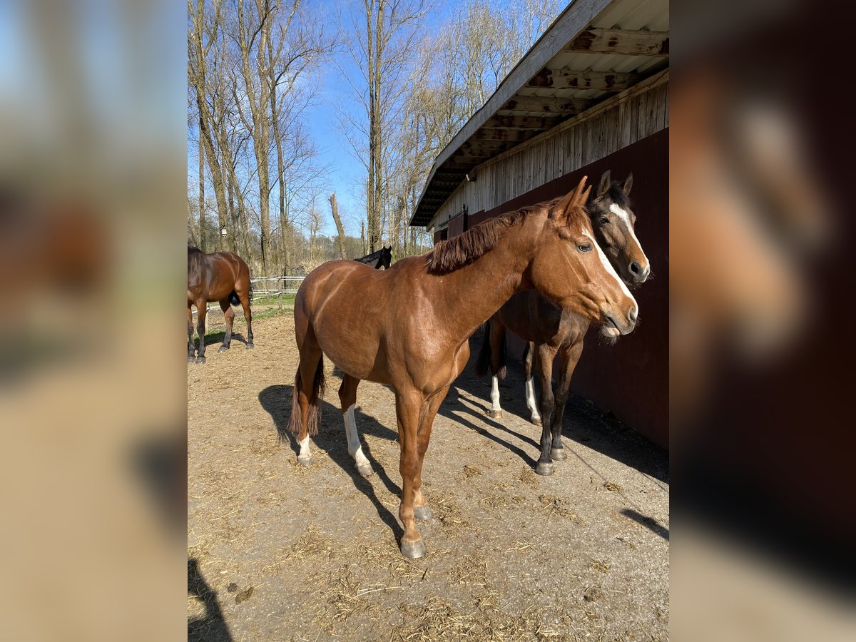 Warmblood austríaco Yegua 5 años 150 cm Alazán in Babenhausen