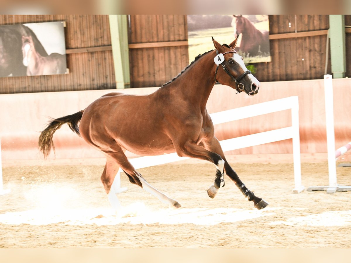 Warmblood austríaco Yegua 6 años 164 cm Castaño in Graz,12.Bez.:Andritz Warmblood austríaco Yegua 6 años 164 cm Castaño in Graz,12.Bez.:Andritz