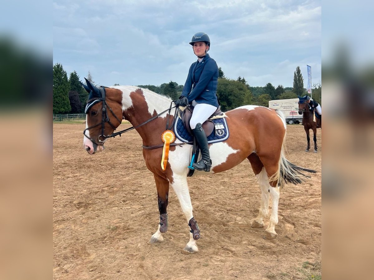 Warmblood austríaco Yegua 6 años 164 cm Pío in Burghaun