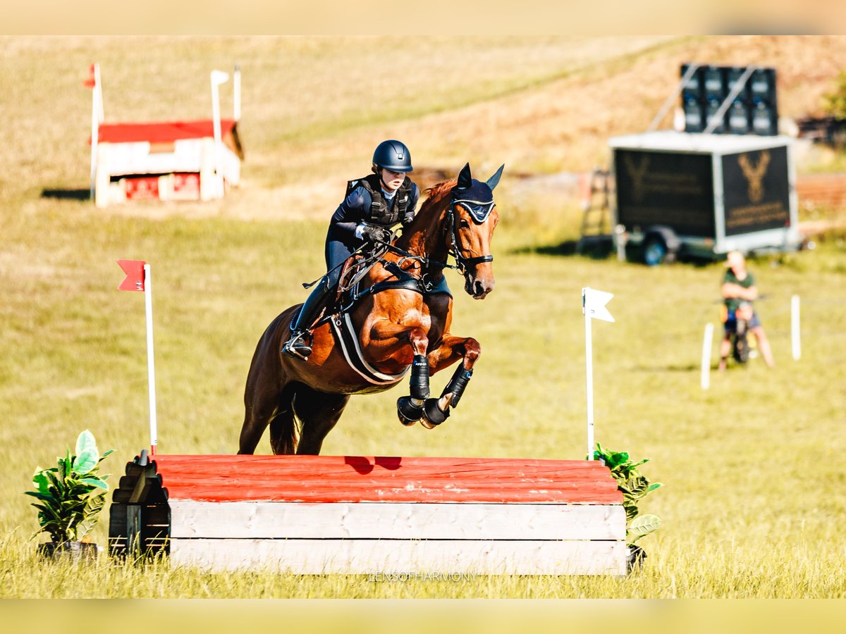 Warmblood austríaco Yegua 6 años 168 cm Alazán in Ried am Riederberg