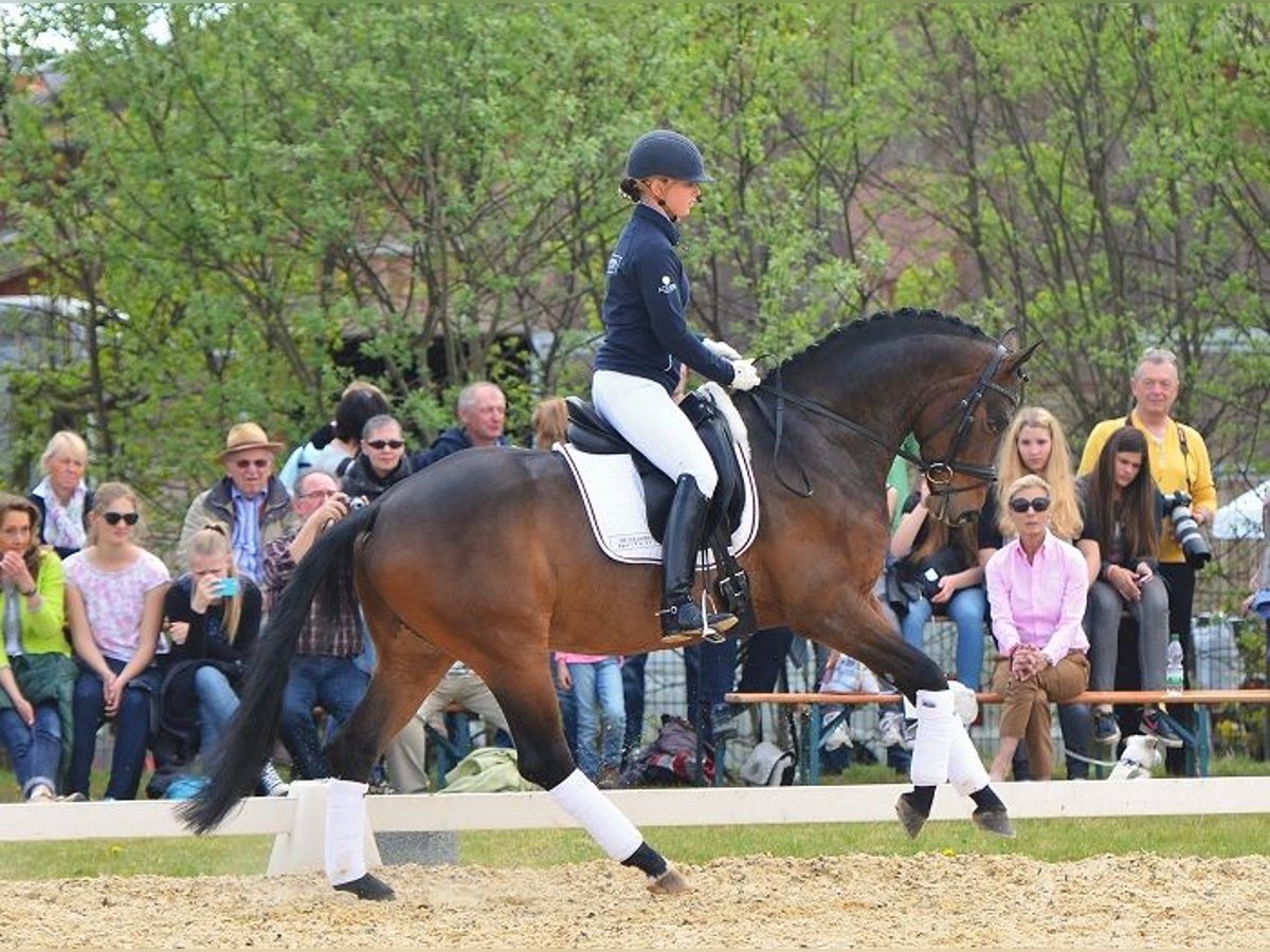 Warmblood austríaco Yegua 7 años 164 cm Castaño in Neunkirchen