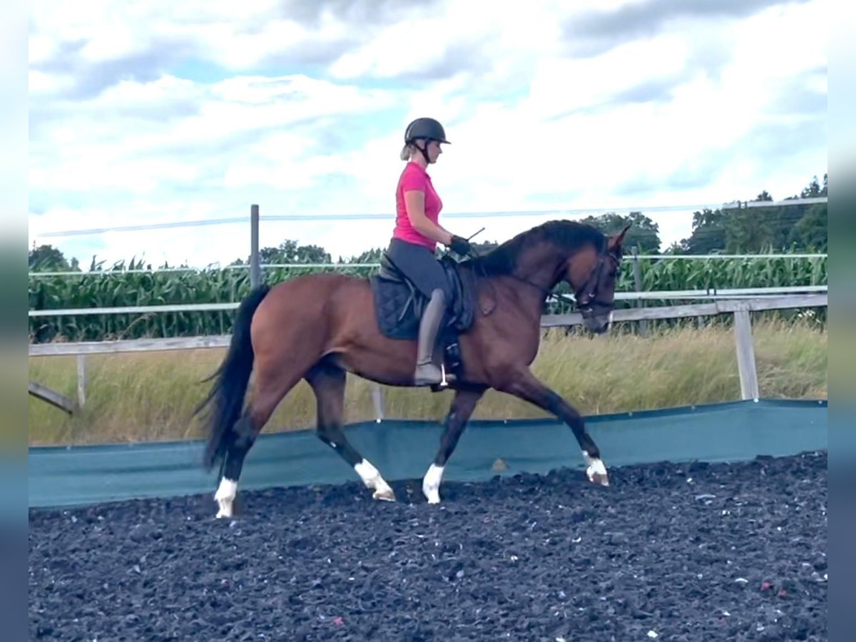 Warmblood austríaco Yegua 7 años Castaño in F&#xFC;chsledt