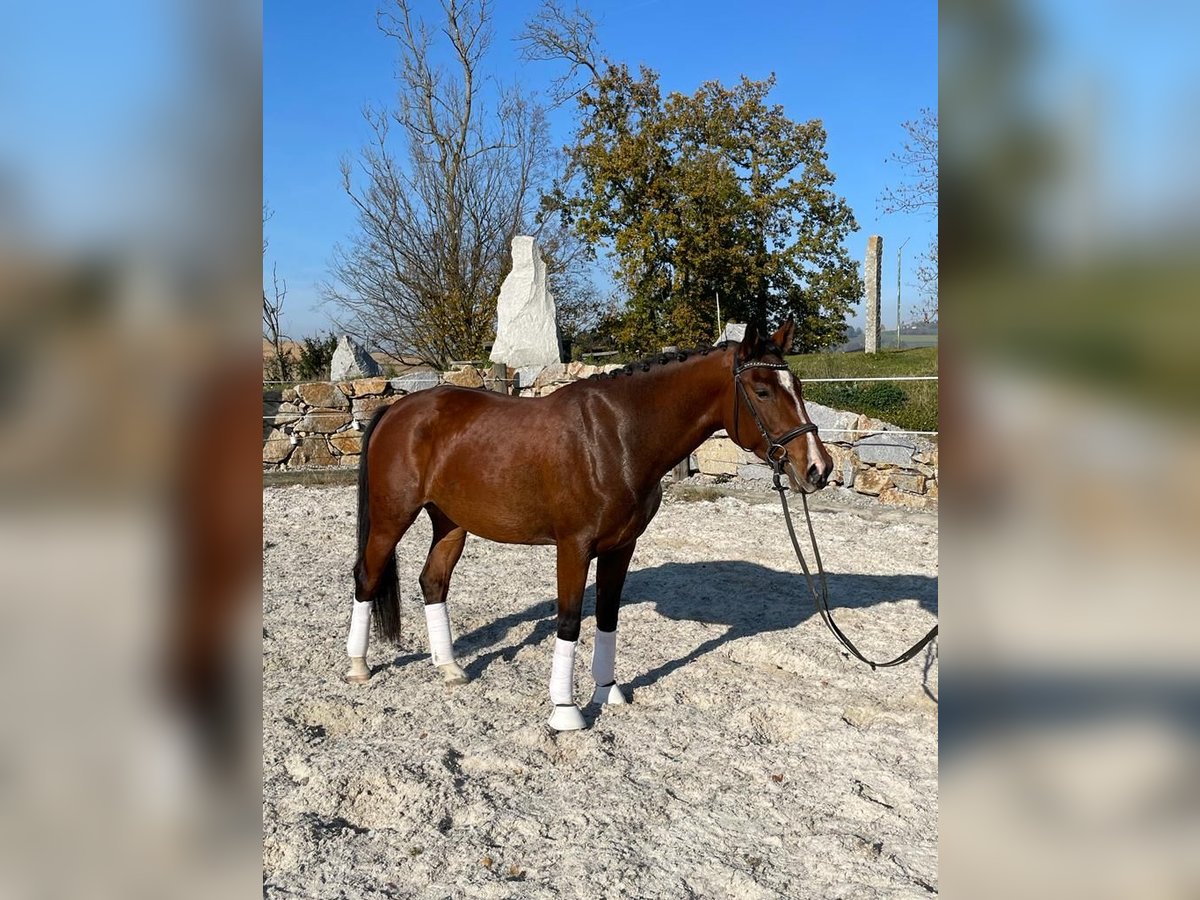 Warmblood austríaco Yegua 7 años Castaño in M&#xFC;nzkirchen