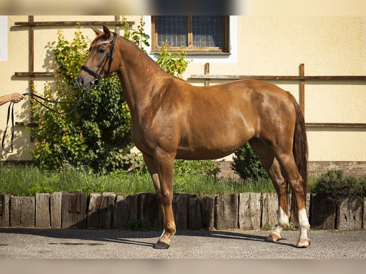 Warmblood austríaco Yegua 8 años 163 cm Alazán in Sankt Marein bei Knittelfeld