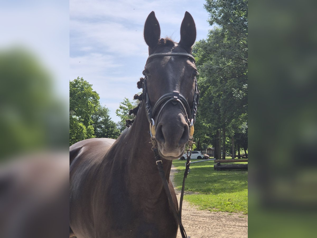 Warmblood austríaco Yegua 8 años in Amstetten