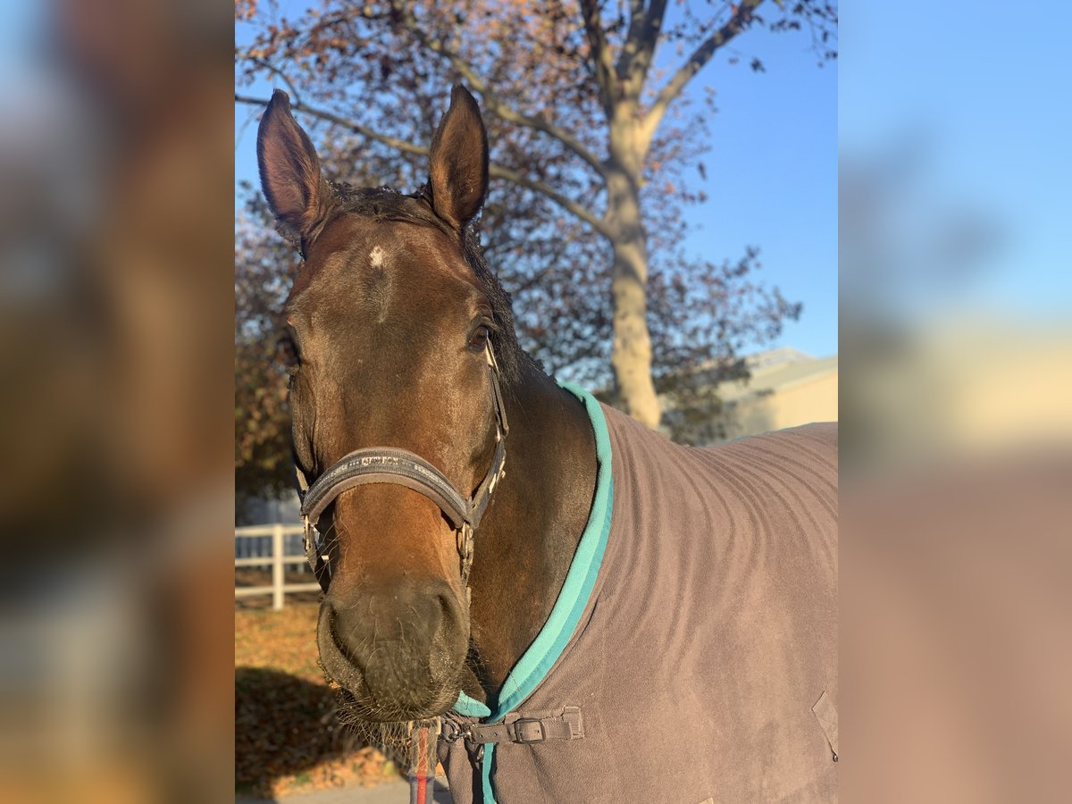 Warmblood austríaco Yegua 9 años 163 cm Castaño in Weigelsdorf