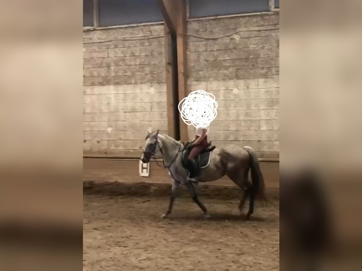 Warmblood austríaco Yegua 9 años 167 cm Tordo rodado in Obertilliach