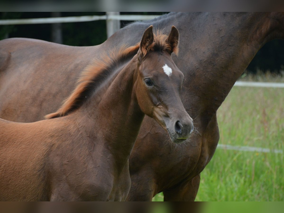 Warmblood austríaco Yegua  170 cm Alazán-tostado in Gleisdorf