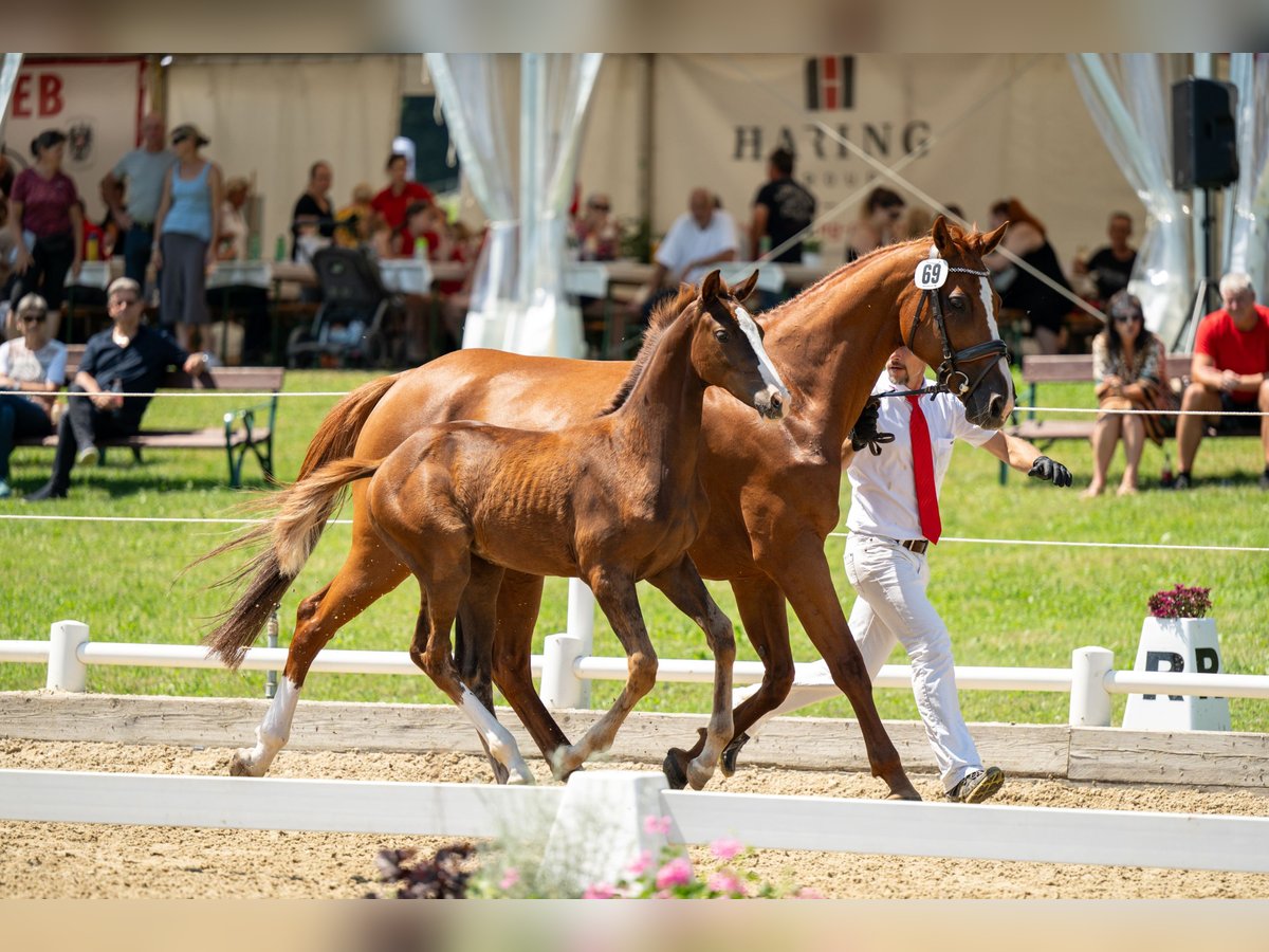 Warmblood austríaco Yegua Potro (04/2024) 170 cm Alazán-tostado in Ligist