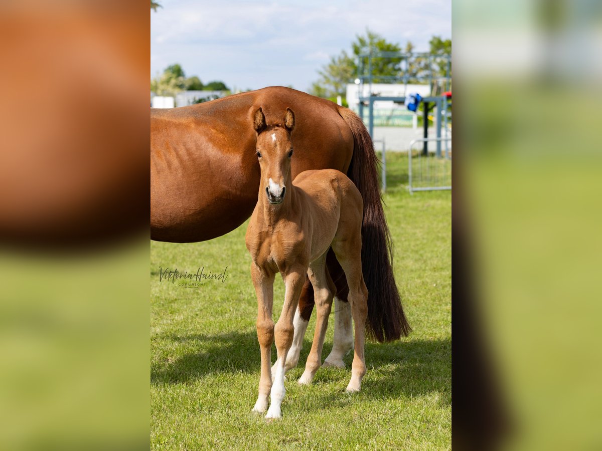 Warmblood austríaco Yegua  Alazán in Punitz