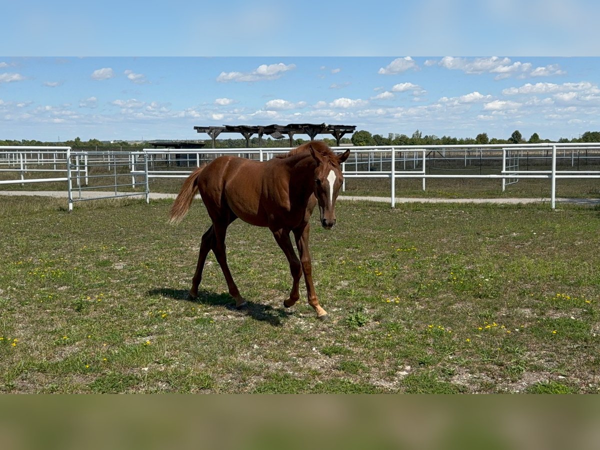 Warmblood austríaco Yegua Potro (04/2025) Alazán in Deutsch Wagram