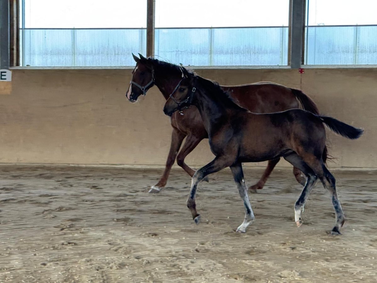 Warmblood austríaco Yegua Potro (05/2025) Castaño oscuro in Laaben
