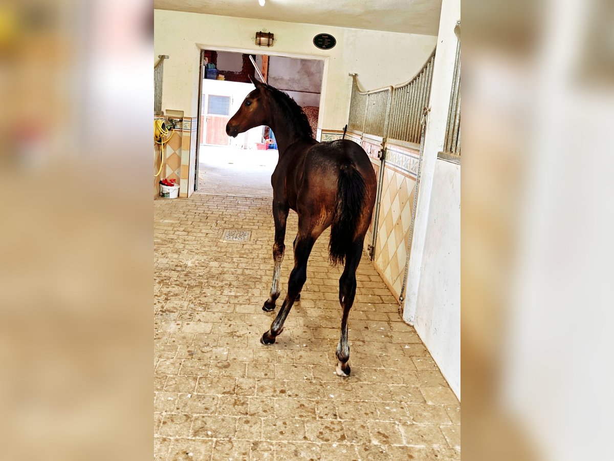 Warmblood austríaco Yegua Potro (03/2025) Negro in Tr&#xF6;stlberg