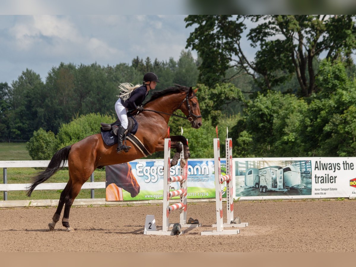 Warmblood británico Mestizo Caballo castrado 15 años Castaño rojizo in Haabersti