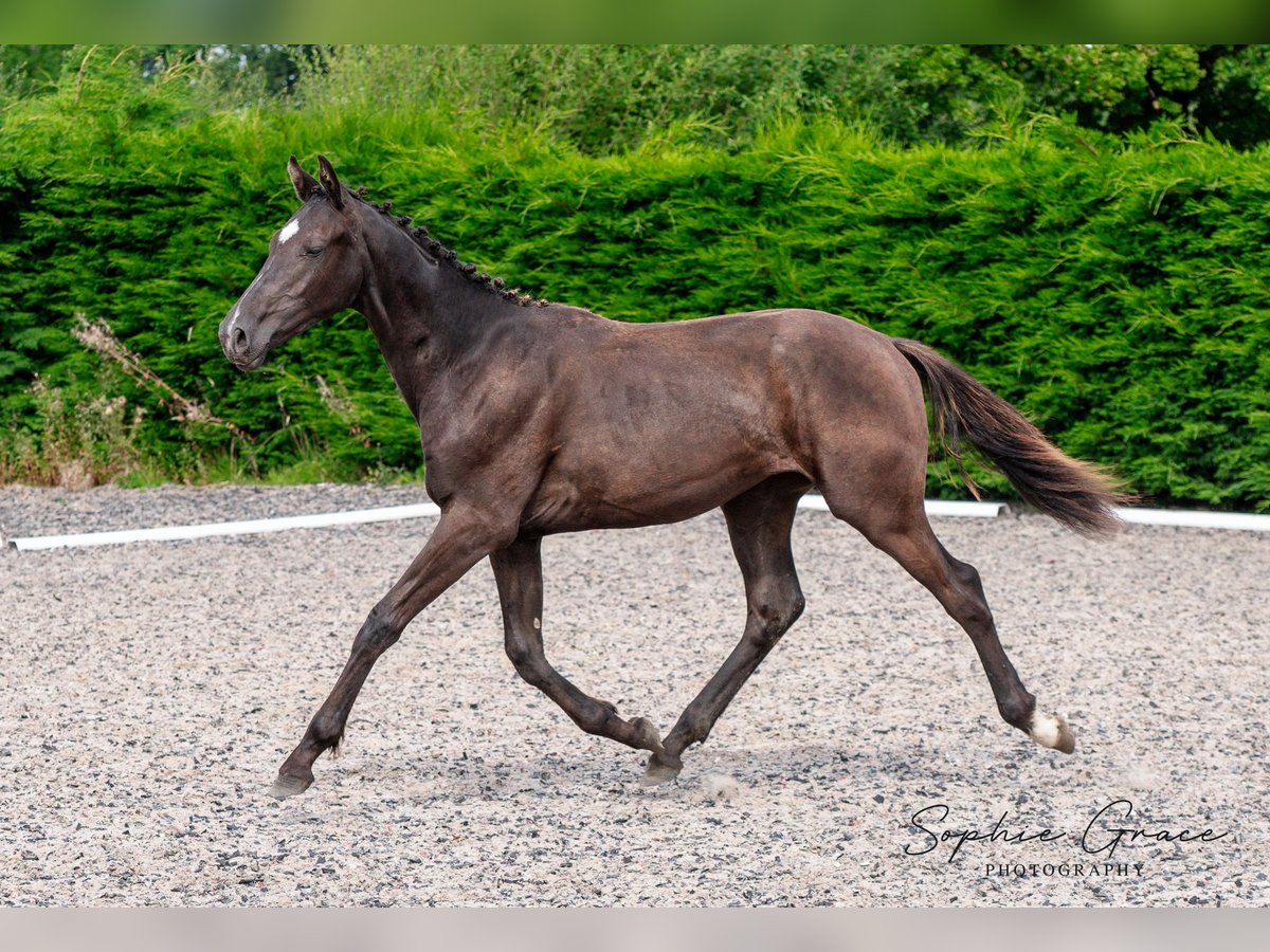 Warmblood británico Caballo castrado 2 años 172 cm Negro in CHESTER