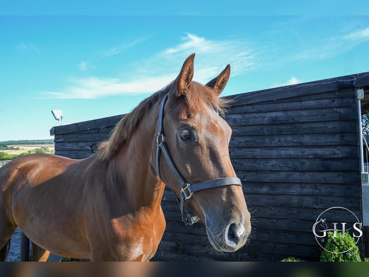 Warmblood británico Caballo castrado 3 años 168 cm Alazán-tostado in Scarborough