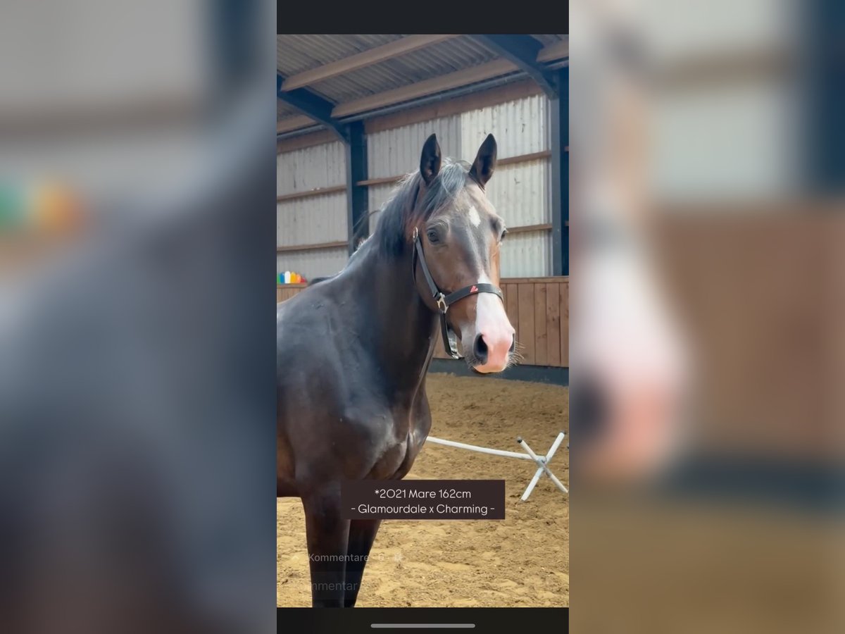 Warmblood británico Yegua 3 años 162 cm Castaño oscuro in Hengelo