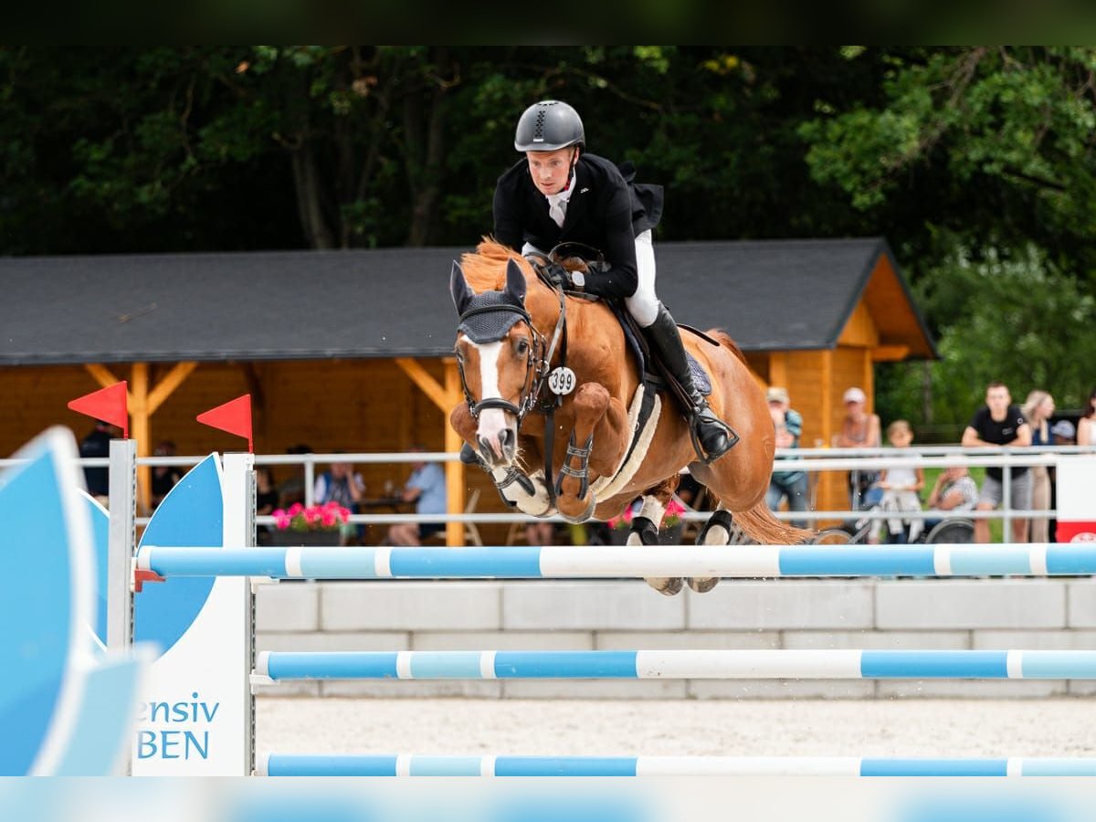 Warmblood checo Caballo castrado 10 años 167 cm Alazán in Neustadt in Sachsen