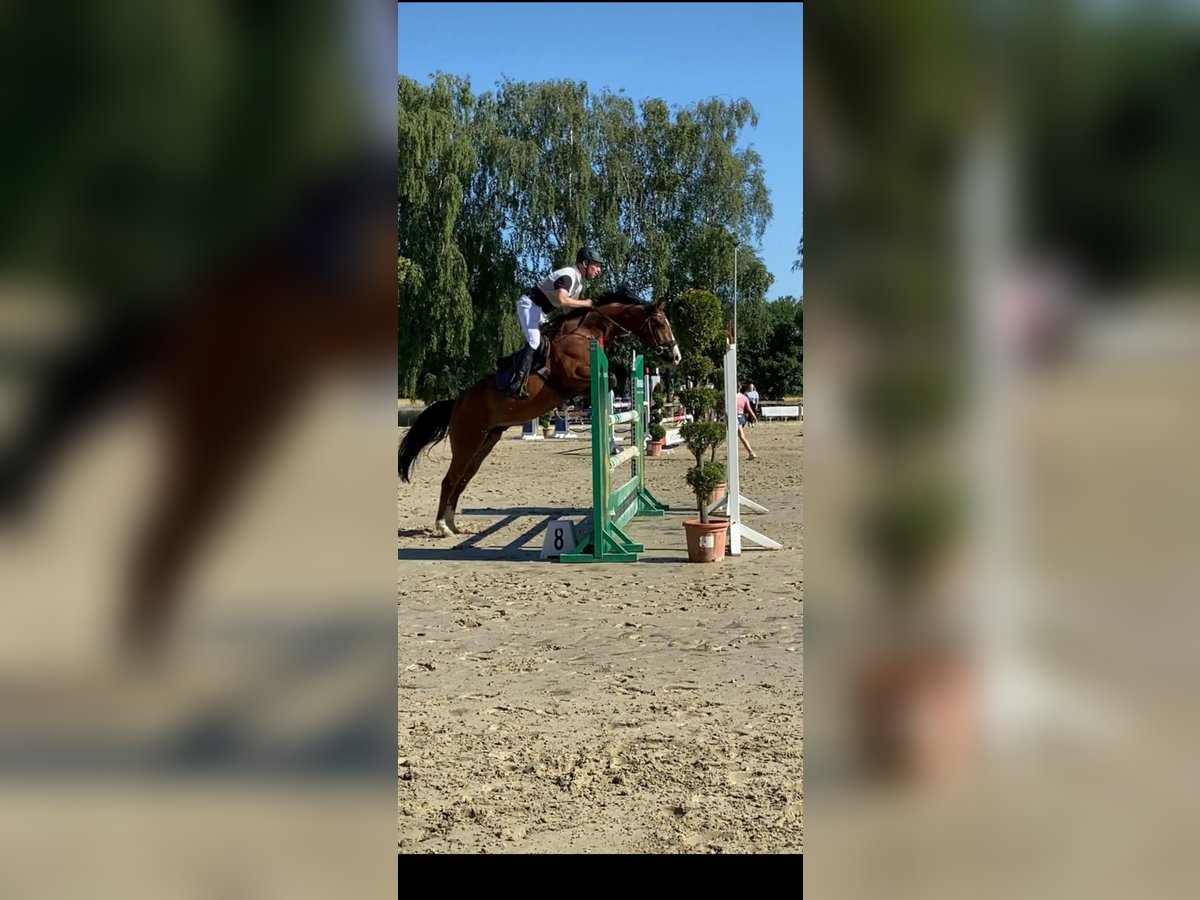Warmblood checo Caballo castrado 11 años 165 cm Castaño in M&#xFC;nster