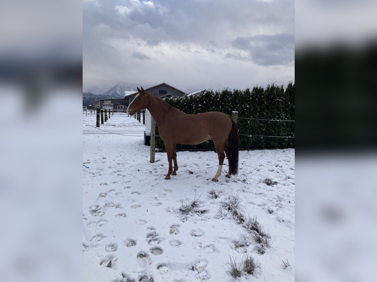 Warmblood checo Caballo castrado 12 años 168 cm Alazán in Kuchl, Georgenberg