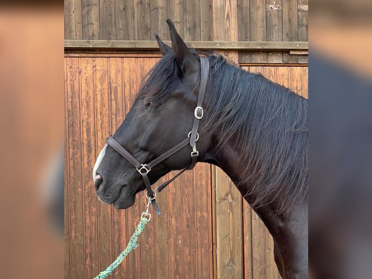 Warmblood checo Caballo castrado 12 años 168 cm Negro in Dettighofen